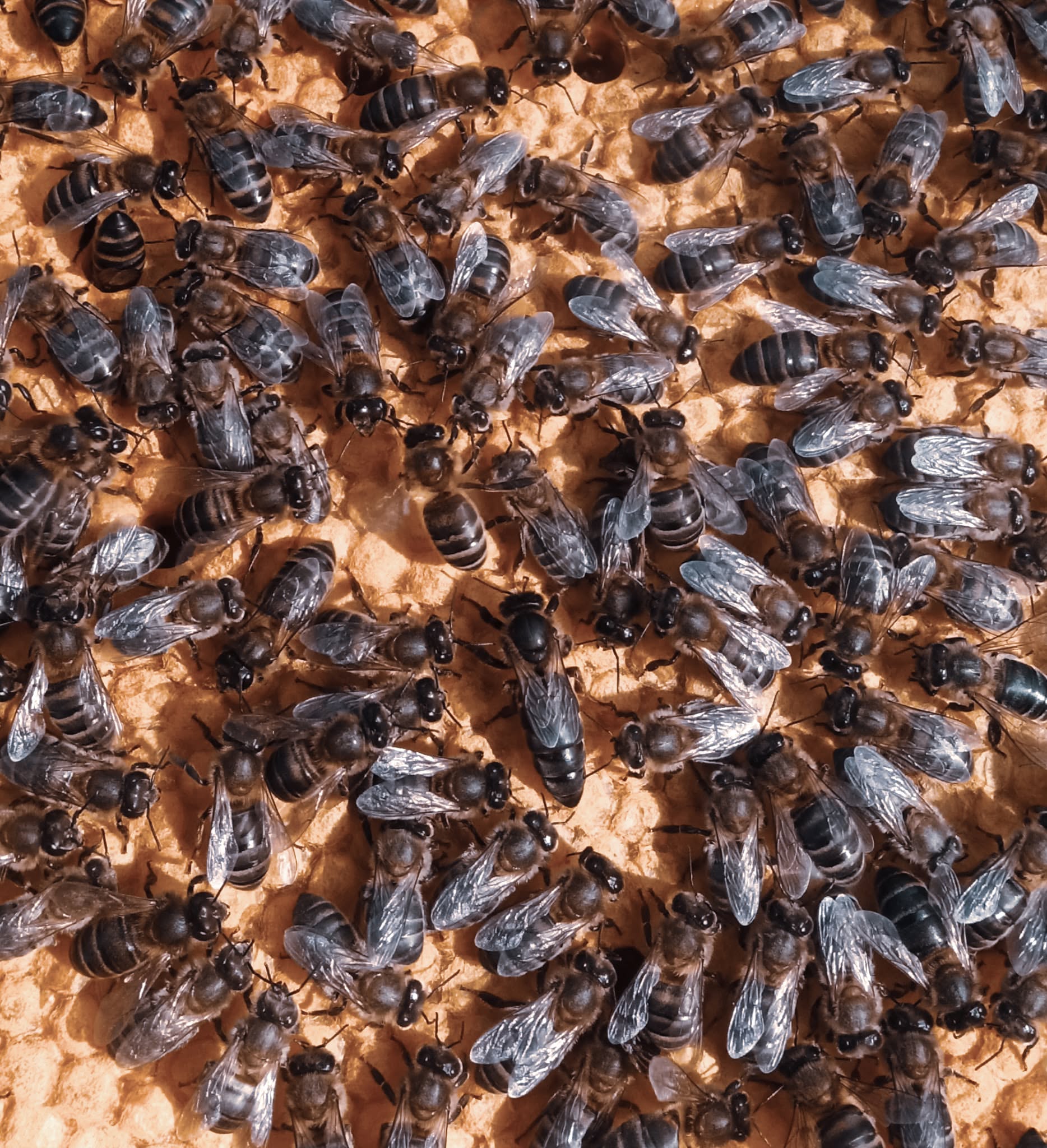 Black Bee — 1