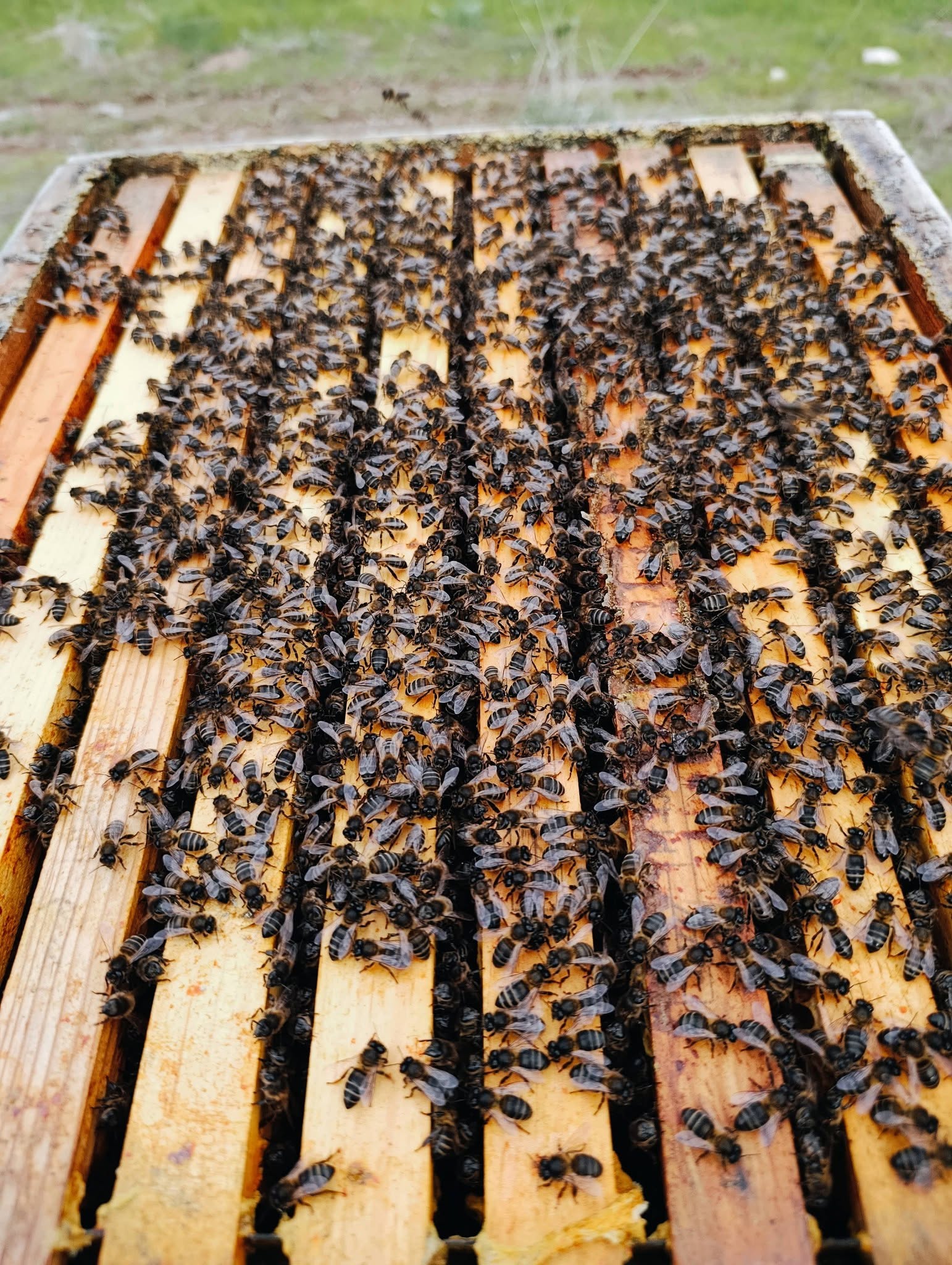 Enxame black.bee 3